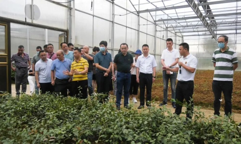 廣東省林業產業協會赴玉屏考察油茶產業，助力產業升級與市場拓展